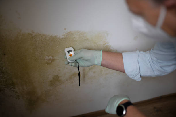 Best Mold Removal Company Near Me  in Lannon, WI