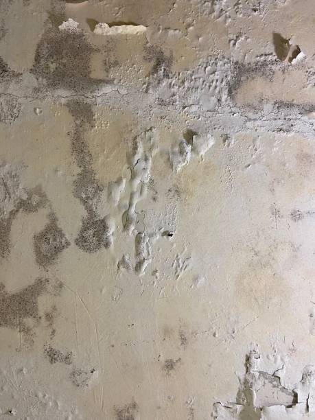 Office Mold Removal Services in Lannon, WI