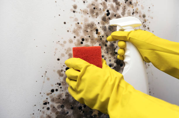 Best Mold Testing  in Lannon, WI