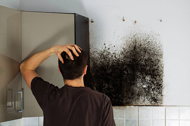 Best Best Mold Removal Companies  in Lannon, WI