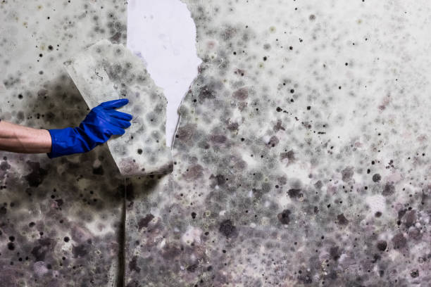 Best Office Mold Removal Services  in Lannon, WI
