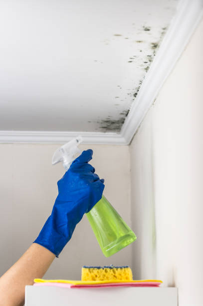 Best Toxic Mold Removal  in Lannon, WI